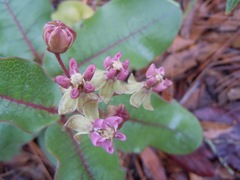 Asclepias jaliscana
