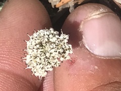 Lomatium nevadense