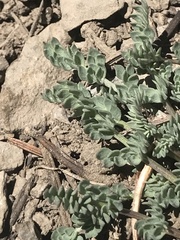Lomatium nevadense