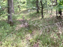 Elymus churchii