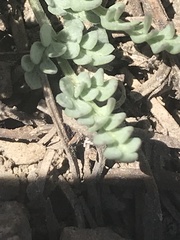 Lomatium nevadense