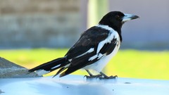 Cracticus nigrogularis