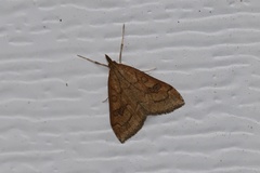 Udea profundalis