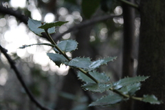 Citronella mucronata