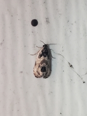 Olethreutes griseoalbana