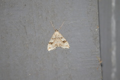 Udea washingtonalis