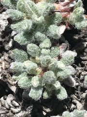 Eriogonum holmgrenii