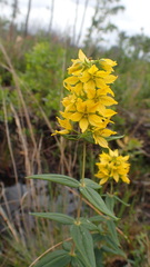 Lysimachia asperulifolia