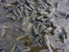 Cerithideopsis californica