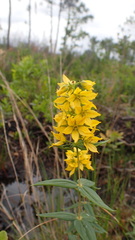 Lysimachia asperulifolia