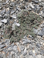 Eriogonum holmgrenii