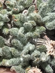 Eriogonum holmgrenii