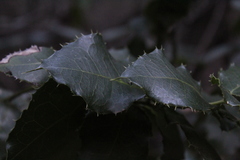 Citronella mucronata