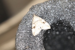 Udea washingtonalis