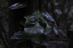 Citronella mucronata