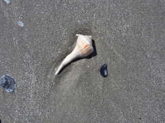 Sinistrofulgur sinistrum