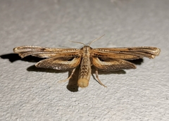 Meskea dyspteraria