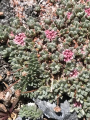 Eriogonum holmgrenii