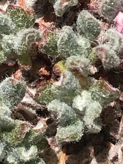 Eriogonum holmgrenii