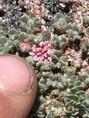 Eriogonum holmgrenii