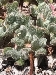 Eriogonum holmgrenii