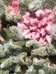 Eriogonum holmgrenii