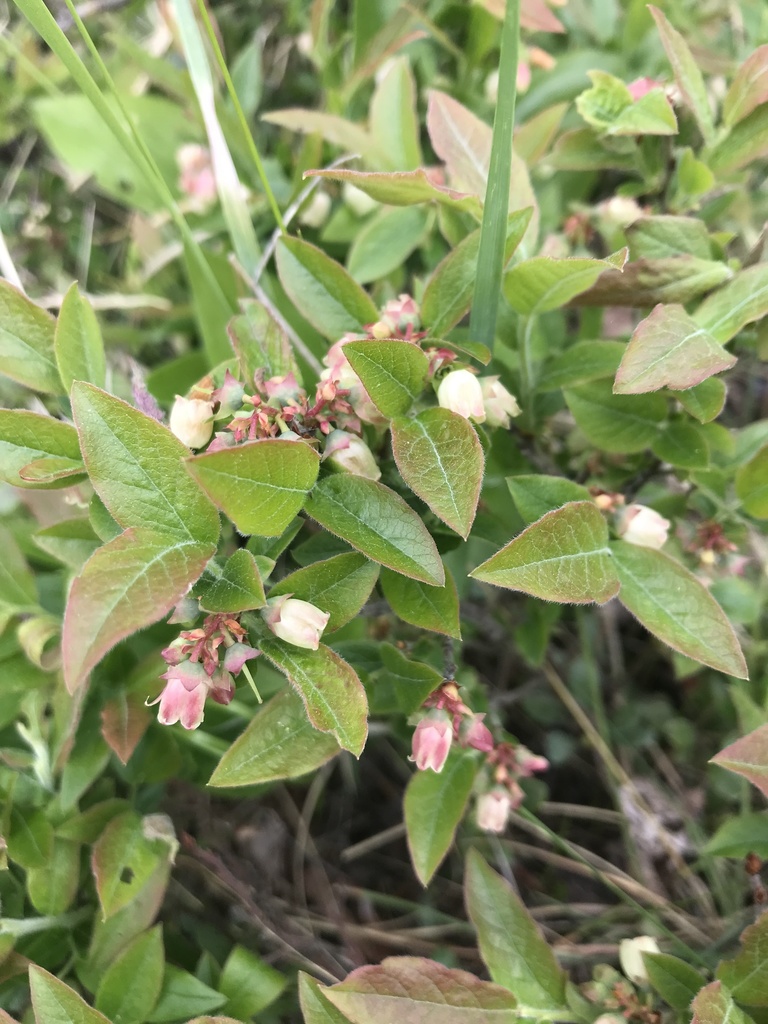 velvetleaf blueberry