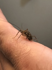 Tachycines asynamorus