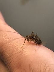 Tachycines asynamorus