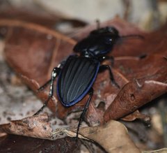 Pasimachus marginatus