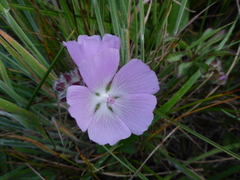 Sidalcea calycosa rhizomata