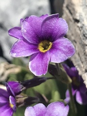 Primula nevadensis