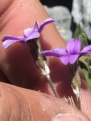 Primula nevadensis