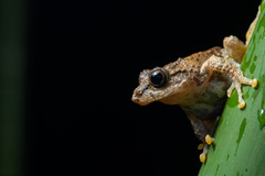 Temple Treefrog photo 3
