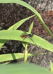 Xylota bicolor
