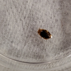 Laccophilus maculosus