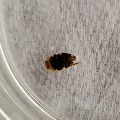 Laccophilus maculosus