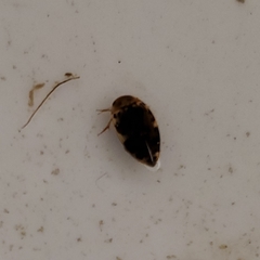 Laccophilus maculosus