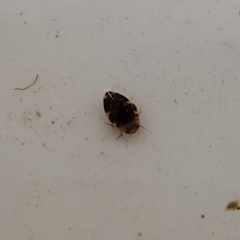 Laccophilus maculosus