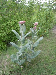 Asclepias otarioides