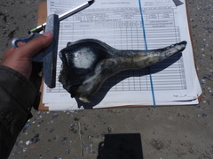 Sinistrofulgur sinistrum