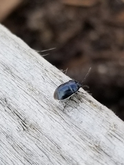 Sehirus cinctus cinctus