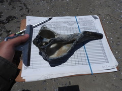 Sinistrofulgur sinistrum