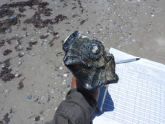 Sinistrofulgur sinistrum