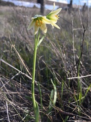 Fritillaria liliacea