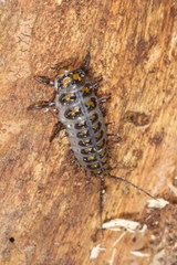 Cypherotylus elevatus