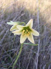 Fritillaria liliacea