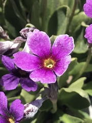 Primula nevadensis
