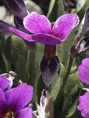 Primula nevadensis