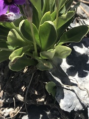 Primula nevadensis